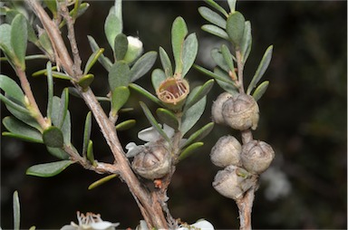 APII jpeg image of Leptospermum myrtifolium  © contact APII