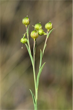 APII jpeg image of Linum marginale  © contact APII