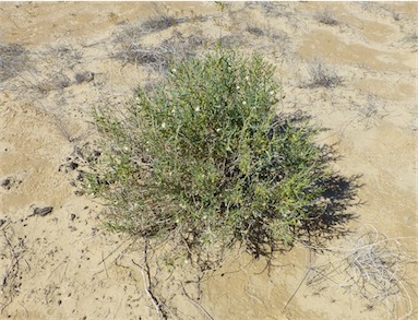 APII jpeg image of Goodenia collaris  © contact APII