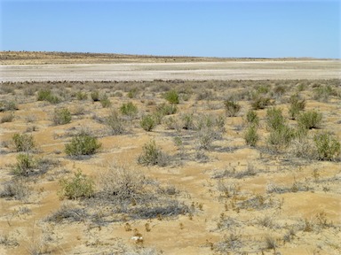 APII jpeg image of Goodenia collaris  © contact APII