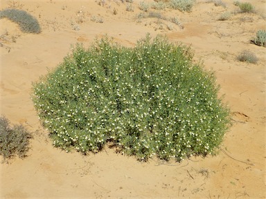 APII jpeg image of Goodenia collaris  © contact APII