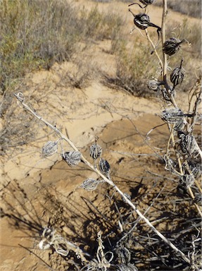 APII jpeg image of Goodenia collaris  © contact APII