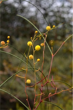 APII jpeg image of Acacia araneosa  © contact APII
