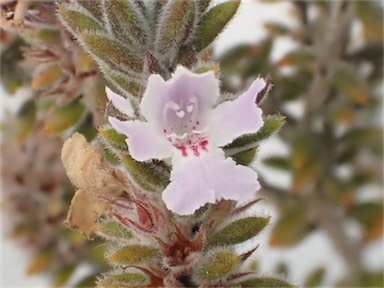 APII jpeg image of Westringia davidii  © contact APII