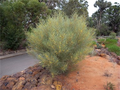 APII jpeg image of Acacia rhodophloia  © contact APII