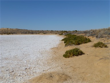 APII jpeg image of Tecticornia halocnemoides subsp. halocnemoides  © contact APII