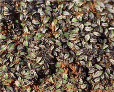 APII jpeg image of Riccia inflexa  © contact APII