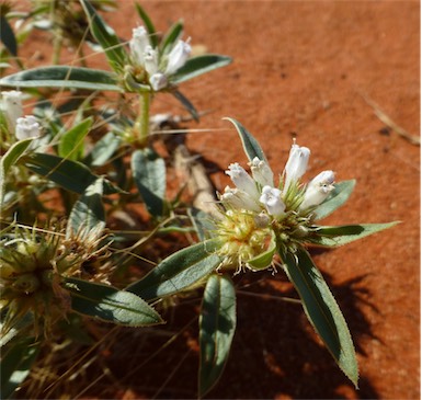 APII jpeg image of Spermacoce hillii  © contact APII