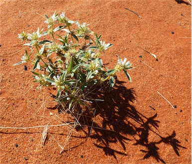 APII jpeg image of Spermacoce hillii  © contact APII