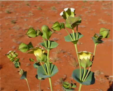 APII jpeg image of Goodenia connata  © contact APII