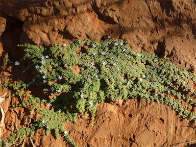 APII jpeg image of Dentella pulvinata  © contact APII