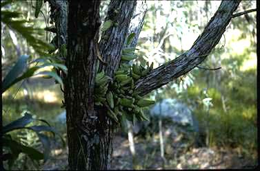 APII jpeg image of Dischidia major  © contact APII
