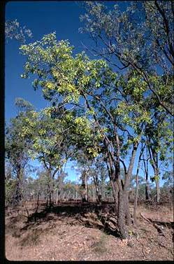 APII jpeg image of Erythrophleum chlorostachys  © contact APII