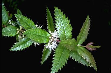 APII jpeg image of Acrophyllum australe  © contact APII