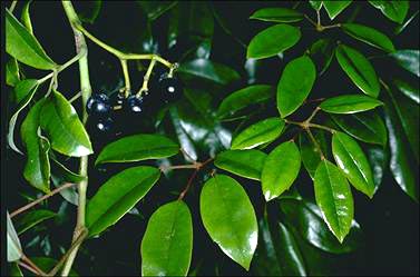 APII jpeg image of Cissus hypoglauca  © contact APII