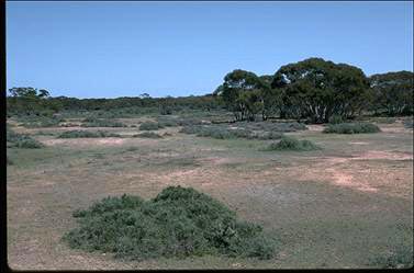 APII jpeg image of Nitraria billardierei  © contact APII