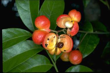 APII jpeg image of Harpullia pendula  © contact APII