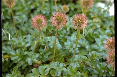 APII jpeg image of Acaena novae-zelandiae  © contact APII