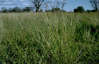 APII jpeg image of Dichanthium teniculum  © contact APII