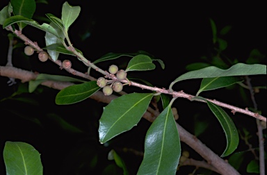 APII jpeg image of Rapanea variabilis  © contact APII