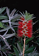 Callistemon comboyensis - click for larger image