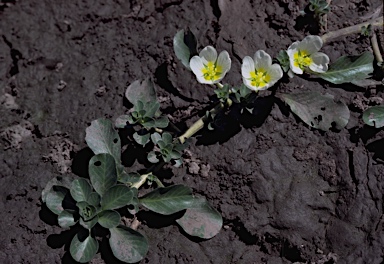 APII jpeg image of Ludwigia adscendens  © contact APII