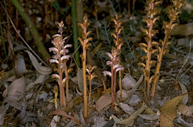 APII jpeg image of Orobanche minor  © contact APII