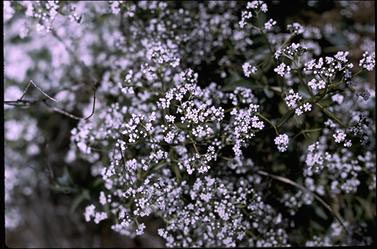 APII jpeg image of Logania saxatilis  © contact APII