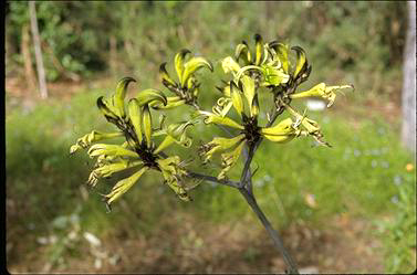 APII jpeg image of Macropidia fuliginosa  © contact APII