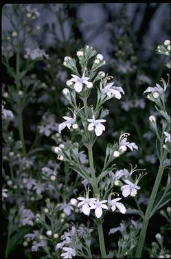 APII jpeg image of Teucrium corymbosum  © contact APII