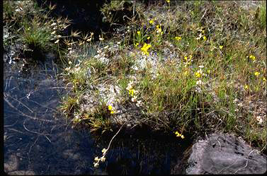 APII jpeg image of Utricularia chrysantha  © contact APII