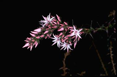 APII jpeg image of Sprengelia incarnata  © contact APII