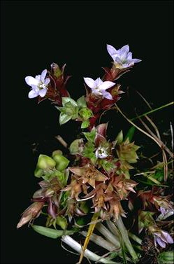 APII jpeg image of Gentiana baeuerlenii  © contact APII