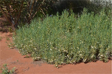 APII jpeg image of Goodenia collaris  © contact APII