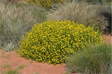 APII jpeg image of Roepera apiculata  © contact APII