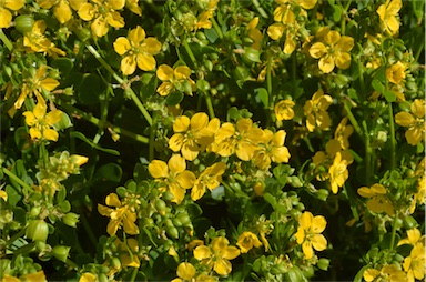 APII jpeg image of Roepera apiculata  © contact APII