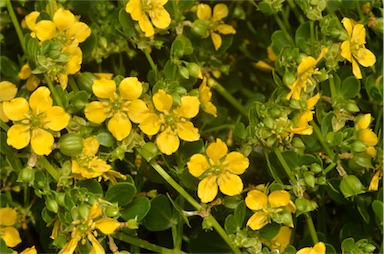 APII jpeg image of Roepera apiculata  © contact APII