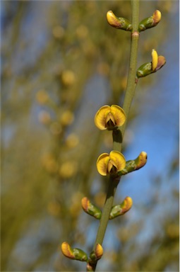 APII jpeg image of Templetonia egena  © contact APII