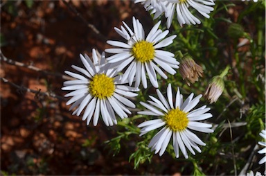 APII jpeg image of Minuria leptophylla  © contact APII