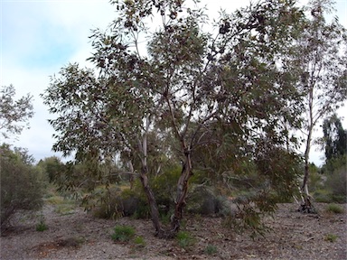 APII jpeg image of Eucalyptus youngiana  © contact APII