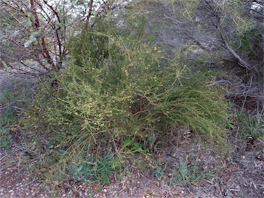 APII jpeg image of Templetonia battii  © contact APII