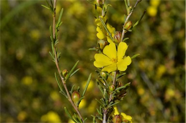 APII jpeg image of Hibbertia virgata  © contact APII