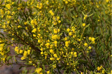 APII jpeg image of Acacia farinosa  © contact APII