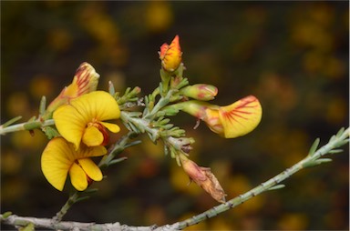 APII jpeg image of Eutaxia microphylla  © contact APII