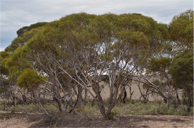 APII jpeg image of Eucalyptus gracilis  © contact APII