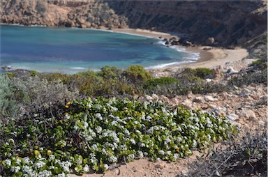 APII jpeg image of Logania crassifolia  © contact APII
