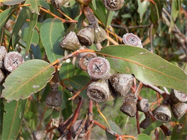 APII jpeg image of Eucalyptus gomphocephala  © contact APII