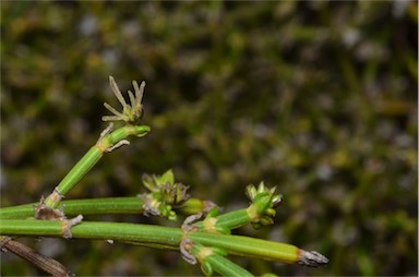 APII jpeg image of Opercularia turpis  © contact APII