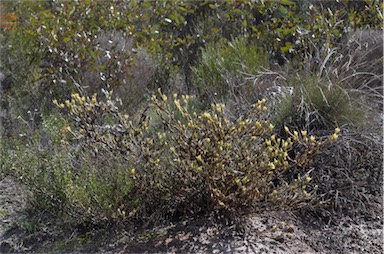 APII jpeg image of Adenanthos terminalis  © contact APII