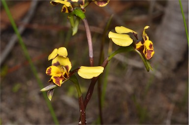 APII jpeg image of Diuris pardina  © contact APII